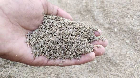 Cumin Seeds