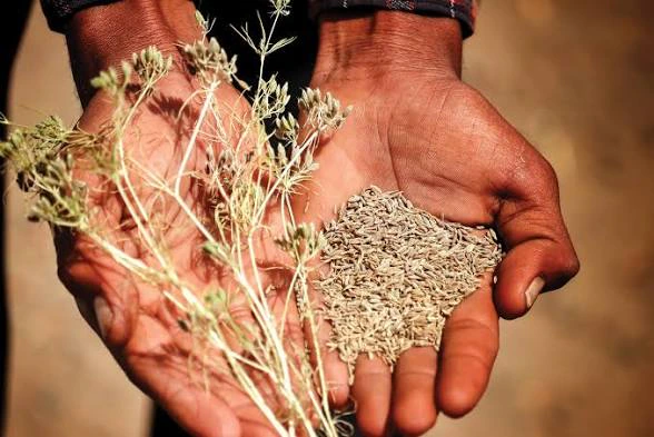 Cumin Seeds