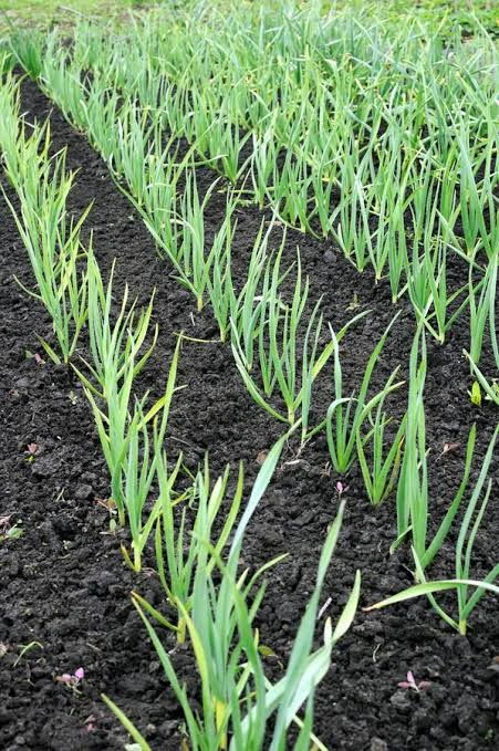 Dry Garlic