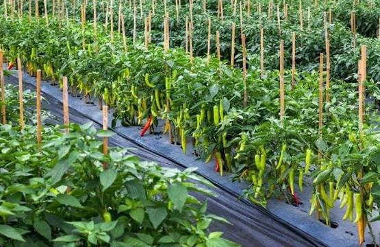 Green Chilli