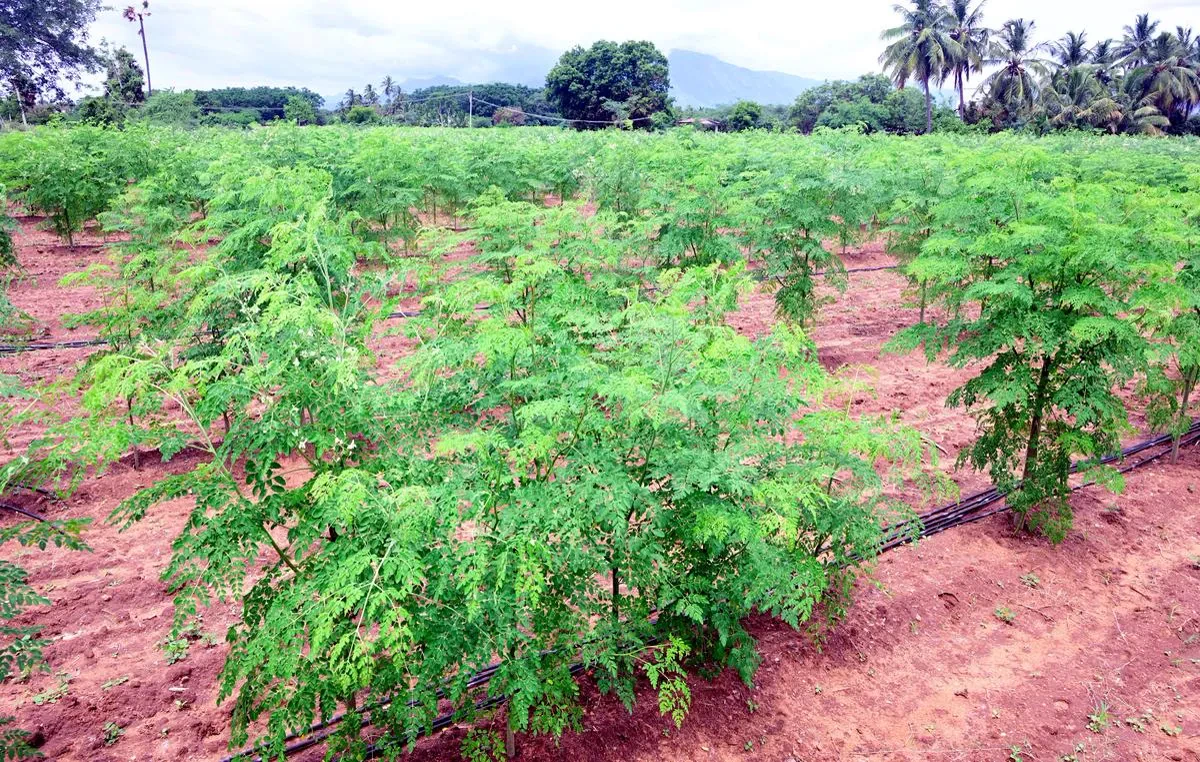 Moringa Powder