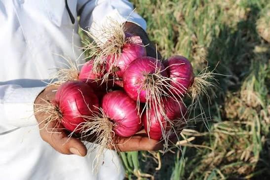 Dry Onion